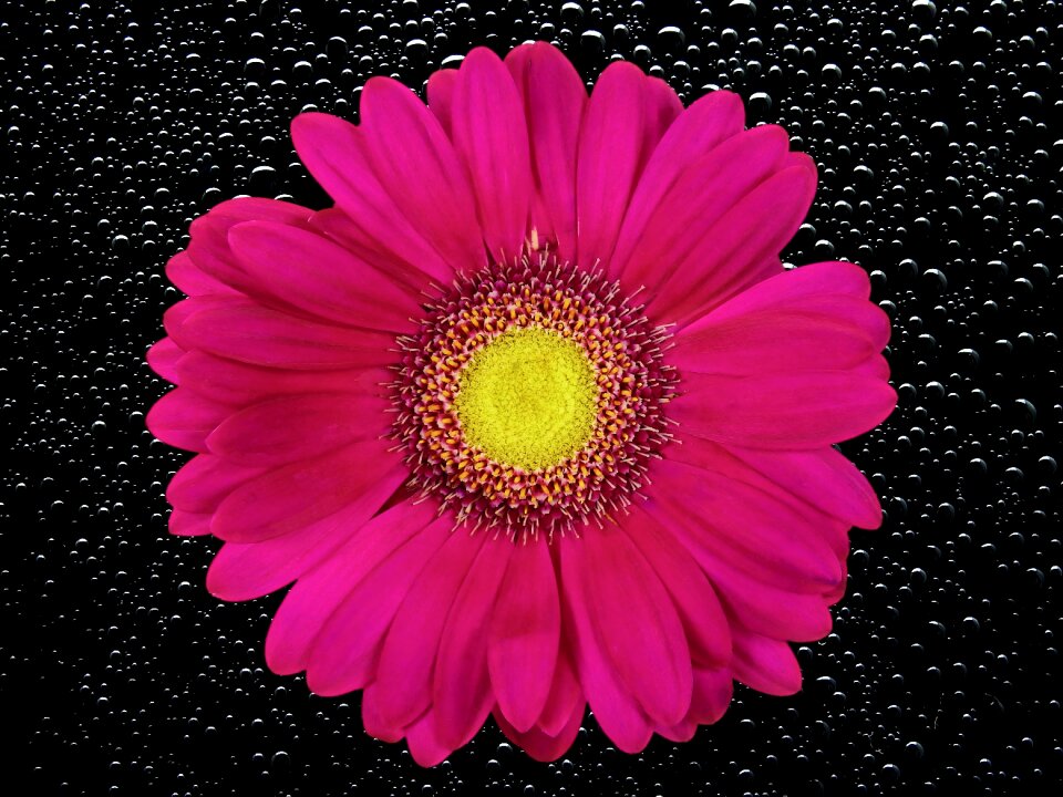 Chrysanthemum nature plant