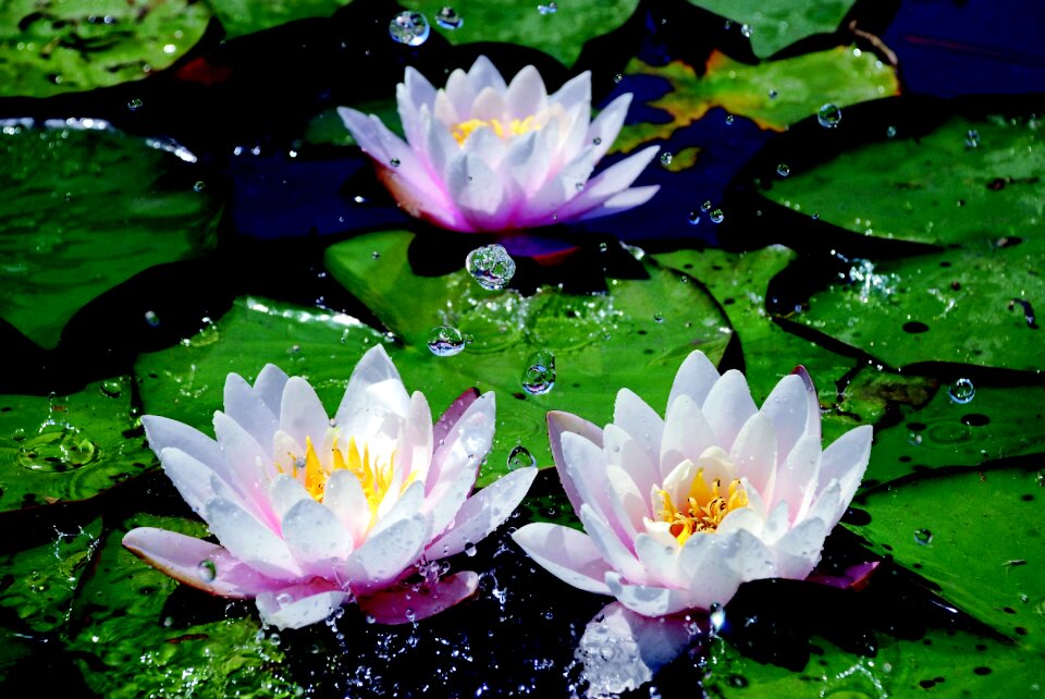 Pond nuphar lutea pink petals