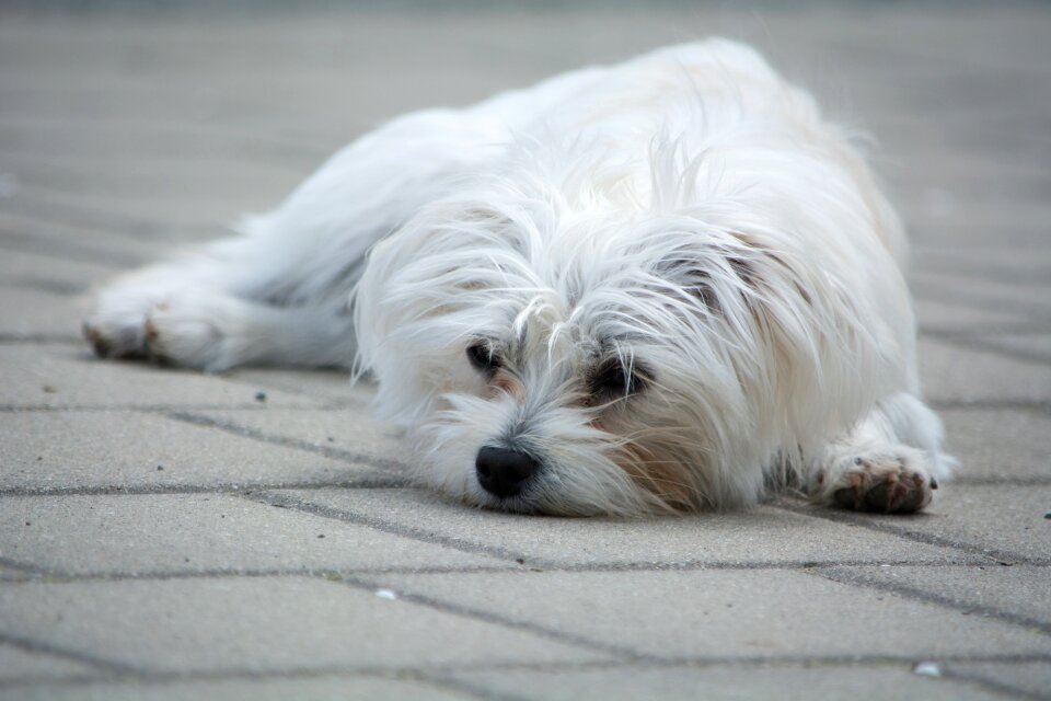 Small dog out lying