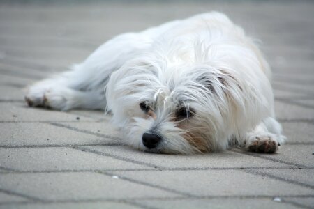 Small dog out lying