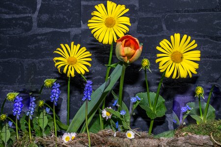 Flowers stone wall h mauck