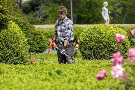 Garden shop hedge lawn