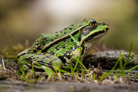 Green amphibians water frog