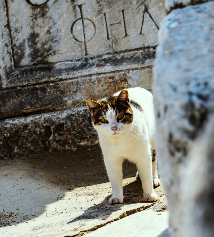 Cat building eyes