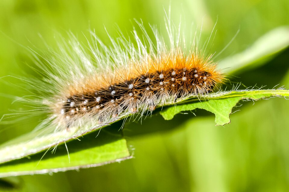 Nature animal insect