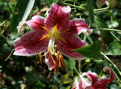 Flower blossom bloom