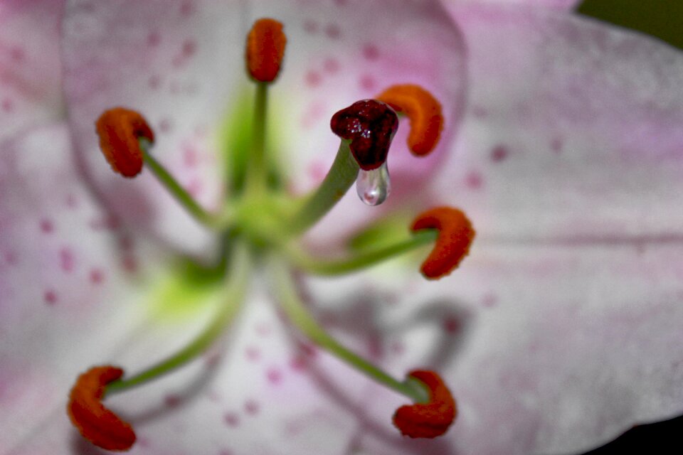 Flower nectar nectar nectar drops