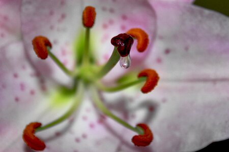 Flower nectar nectar nectar drops