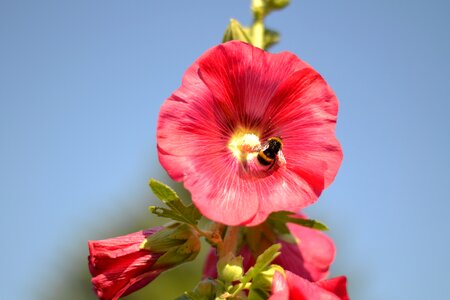 Bee natural h mauck