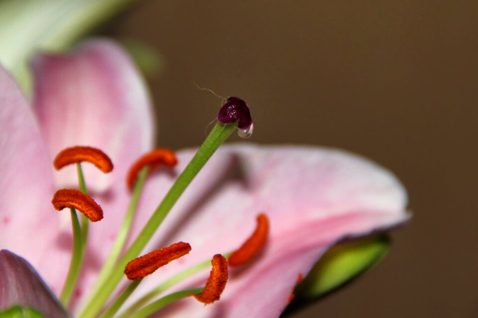 Pollen flower nectar nectar