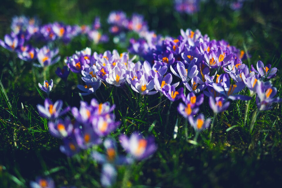 Flora flowers grass