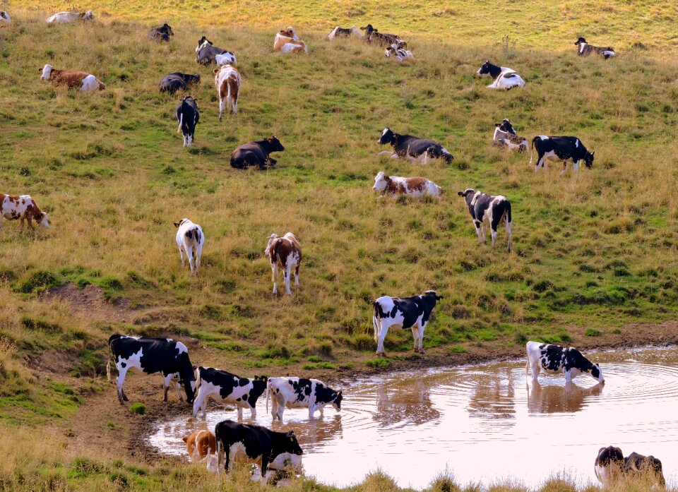 Pasture prato animals