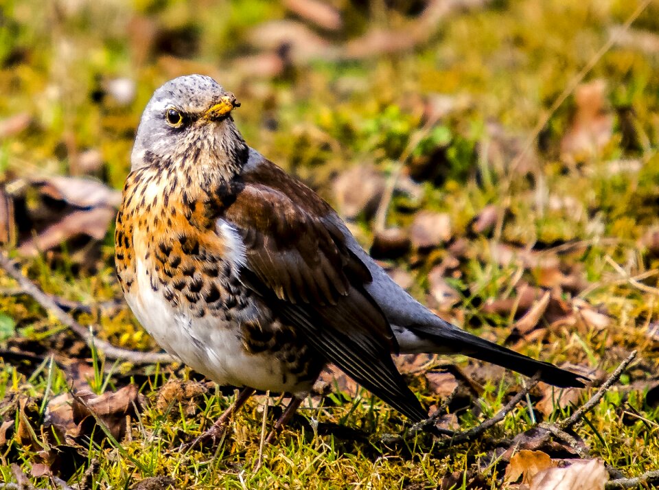 Songbird nature animal