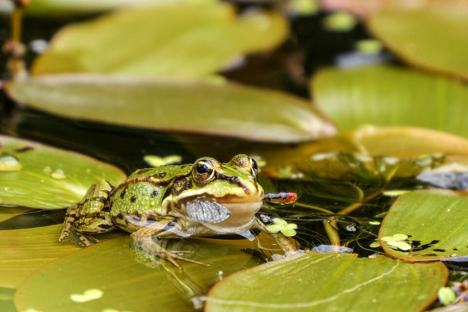 Green garden pond frogs
