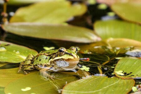 Green garden pond frogs photo