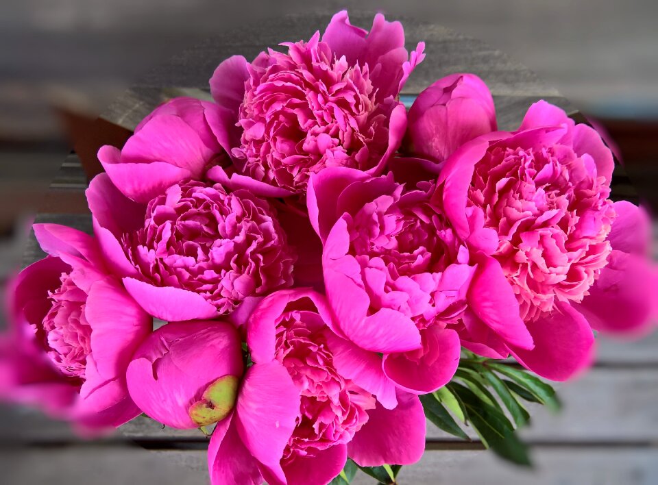 Flower dark pink pink