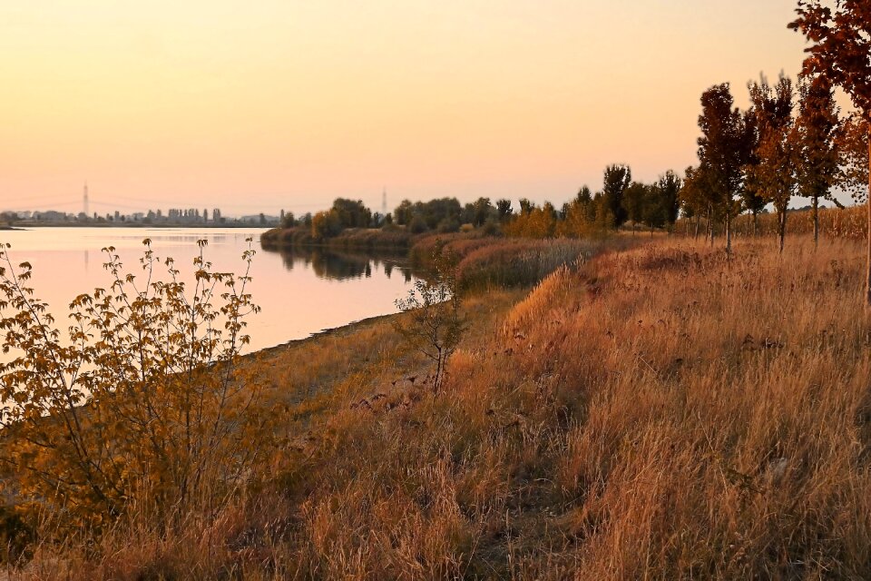 Bank trees water