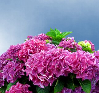 Flowers flower fullness garden