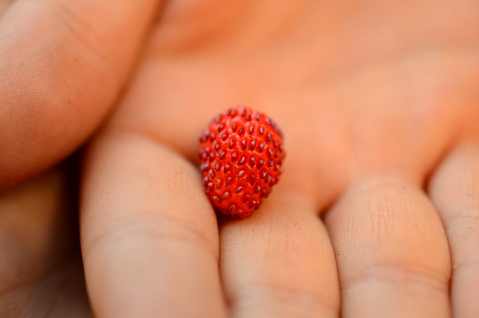 Berries red garden