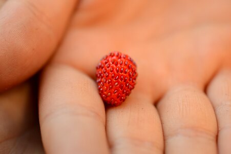 Berries red garden