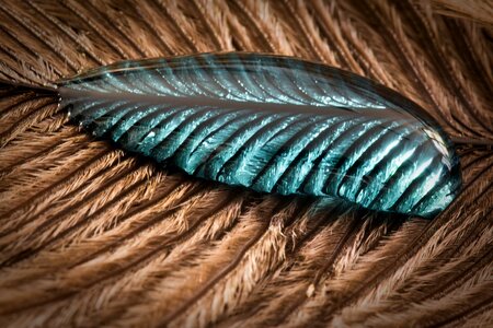 Close up macro background