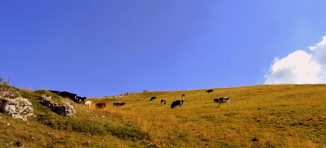 Prato animals bovino