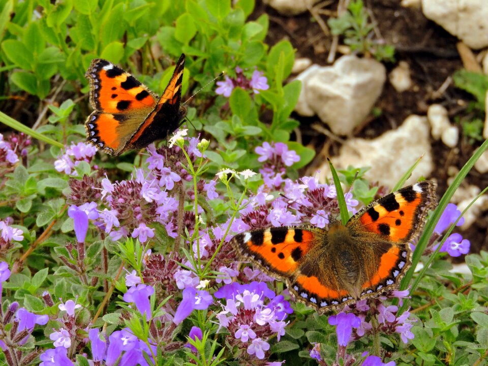 Nature insect summer