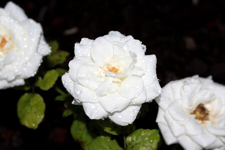 White flower rosebush flower photo