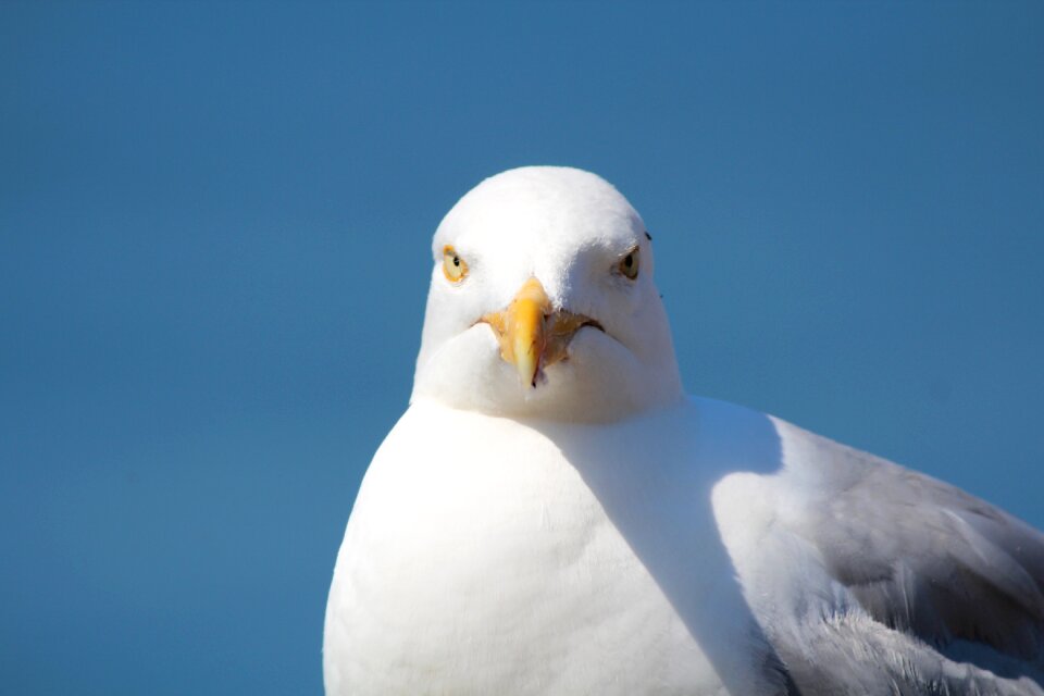Gull helgoland bird