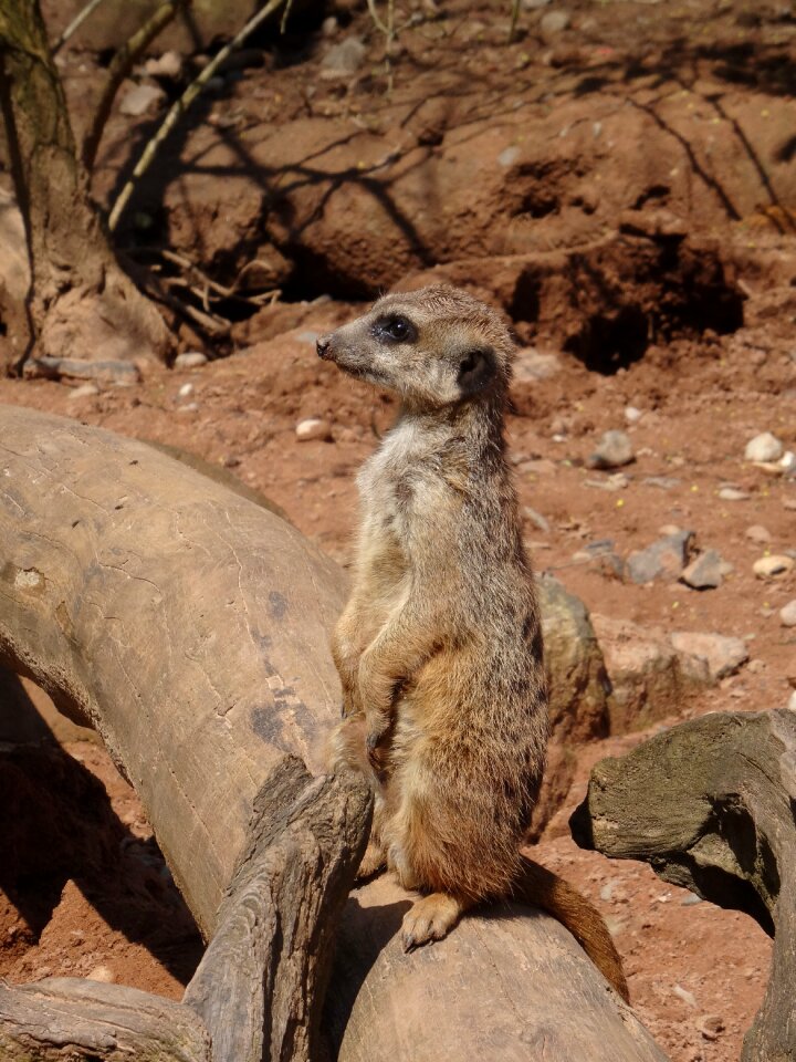 Attention cute zoo