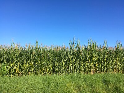 Heaven agriculture background