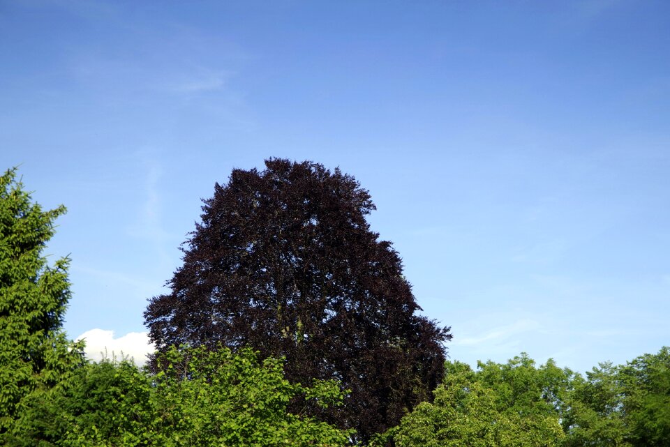 Foliage dark canopy