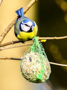 Fat balls nature animal