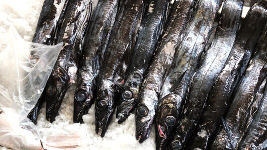 Seafood black fish black photo