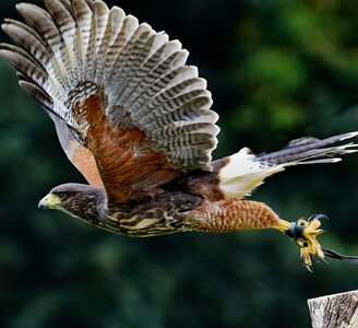 Raptor wildlife predator