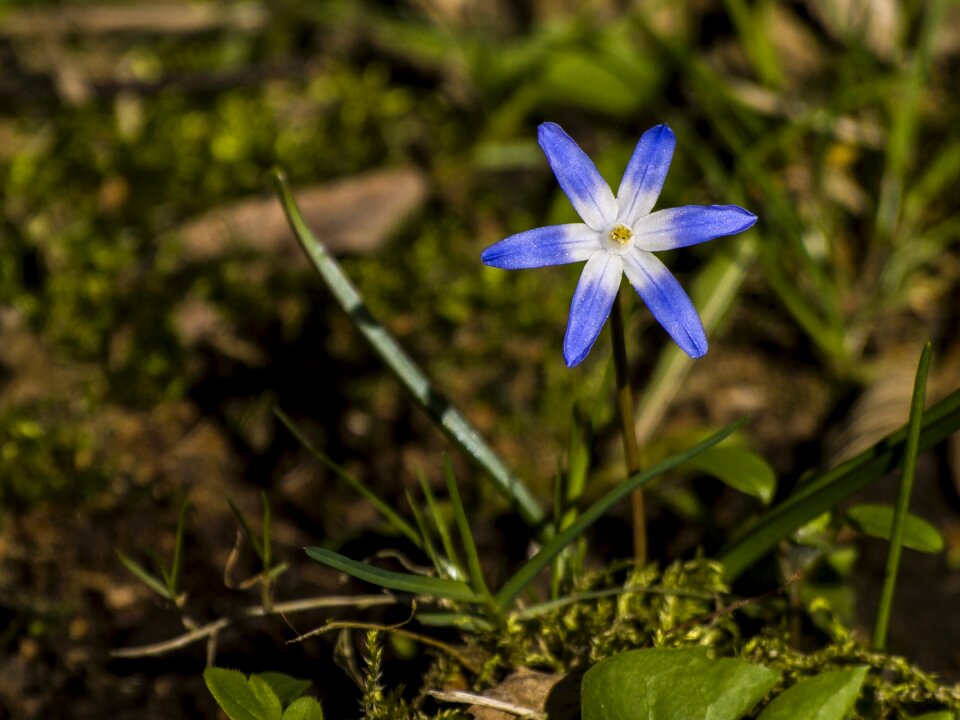 Bloom nature plant