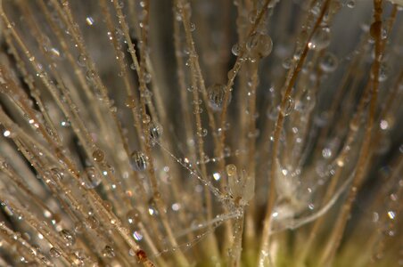 Dew plant wet