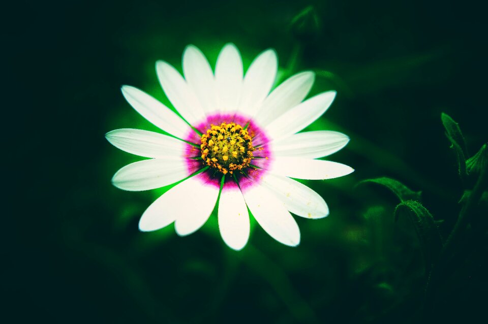 Blossom blur bright