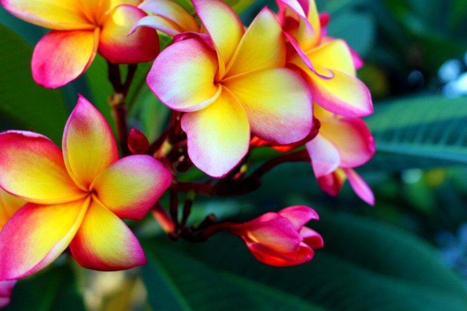 Plumeria blossom bloom