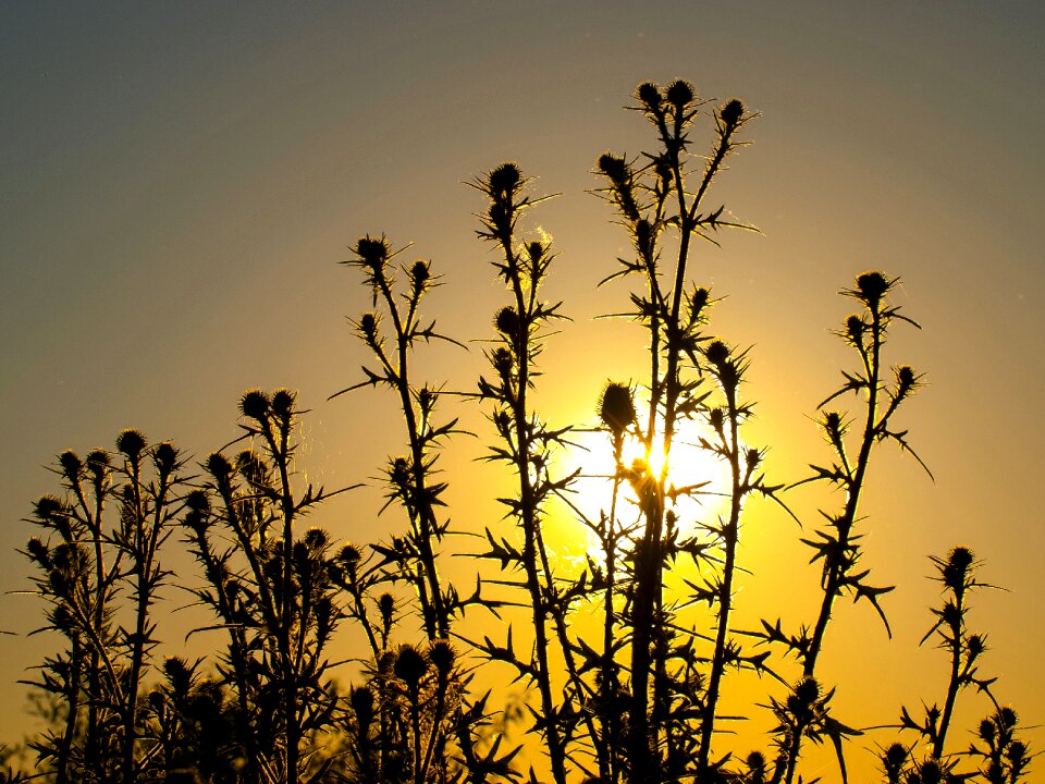Flower nature plant