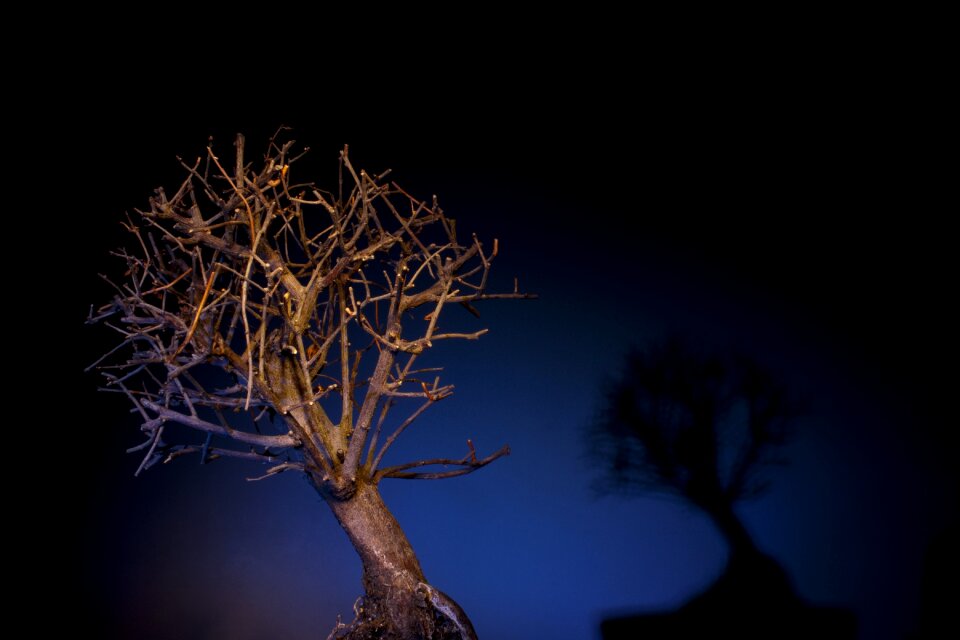Light bonzai tree