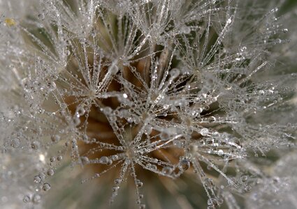 Dew plant wet
