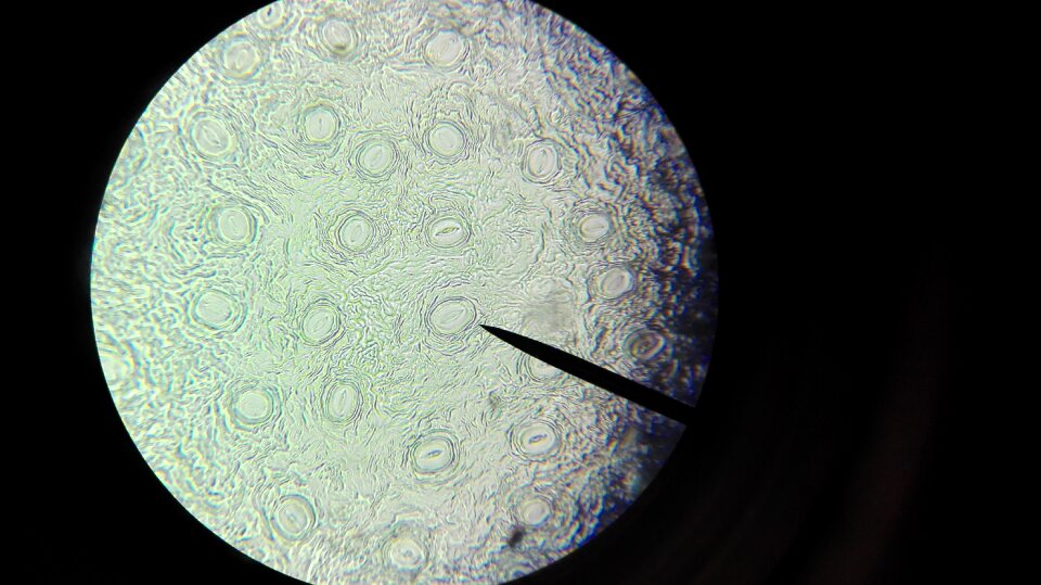 Cell examine explore photo