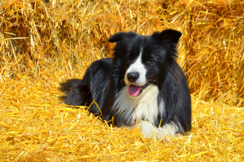 Border collie british sheepdog purebred dog