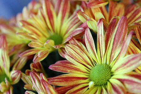 Flowers bouquet mums