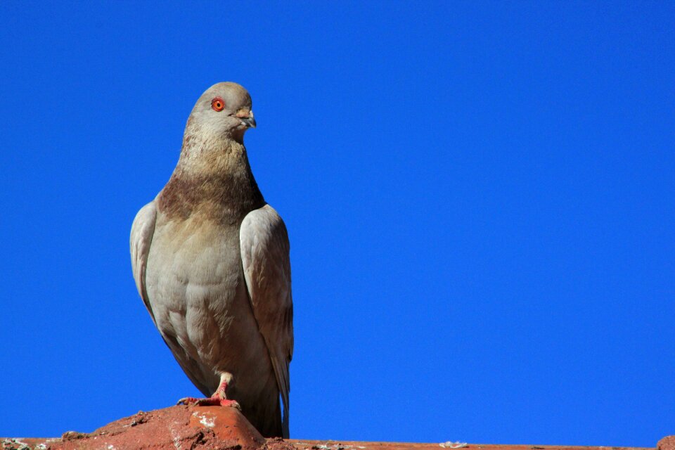 Nature fly pigeons