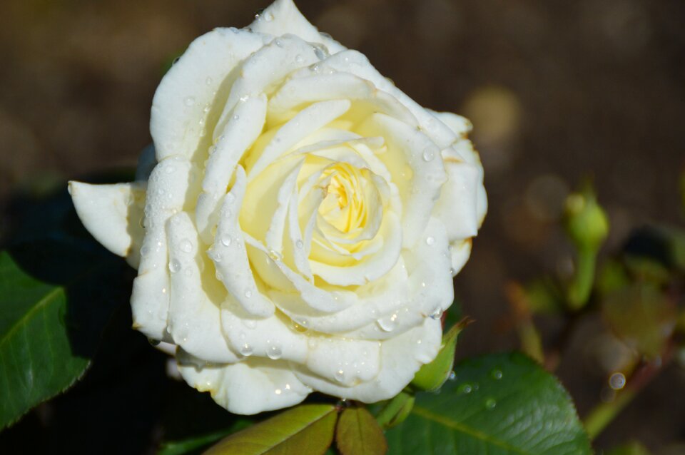 Way of the roses nature blossom