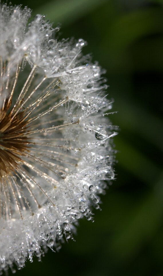 Dew plant wet