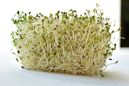Lucerne cress raw