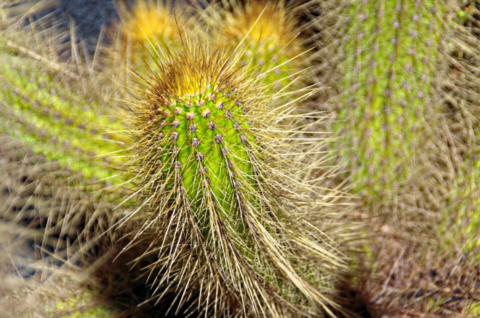 Thorns garden botany